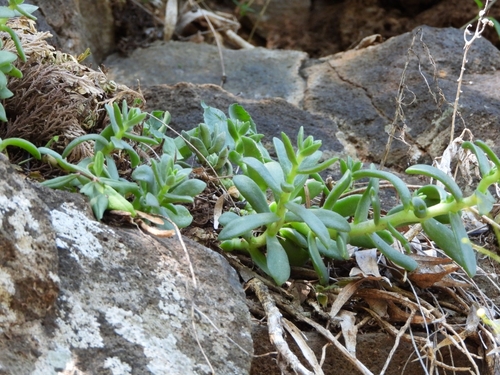 Sedum ebracteatum, photograph 1
