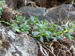Sedum ebracteatum, photograph author not stated, no rights reserved