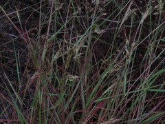 Pentameris airoides airoides