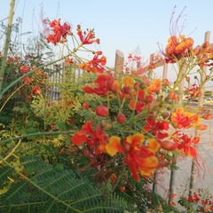 Caesalpinia pulcherrima