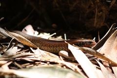 Ateuchosaurus chinensis