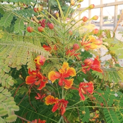 Caesalpinia pulcherrima