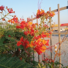 Caesalpinia pulcherrima
