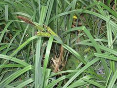 Carex riparia
