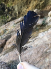 Corvus monedula soemmerringii