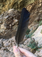 Corvus monedula soemmerringii