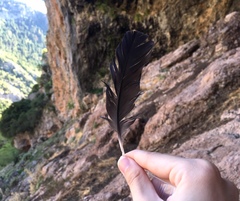 Corvus monedula soemmerringii