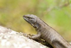 Stenocercus guentheri