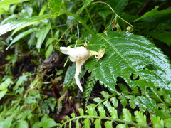 Impatiens urticifolia