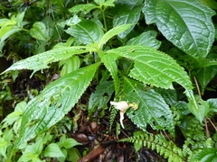 Impatiens urticifolia