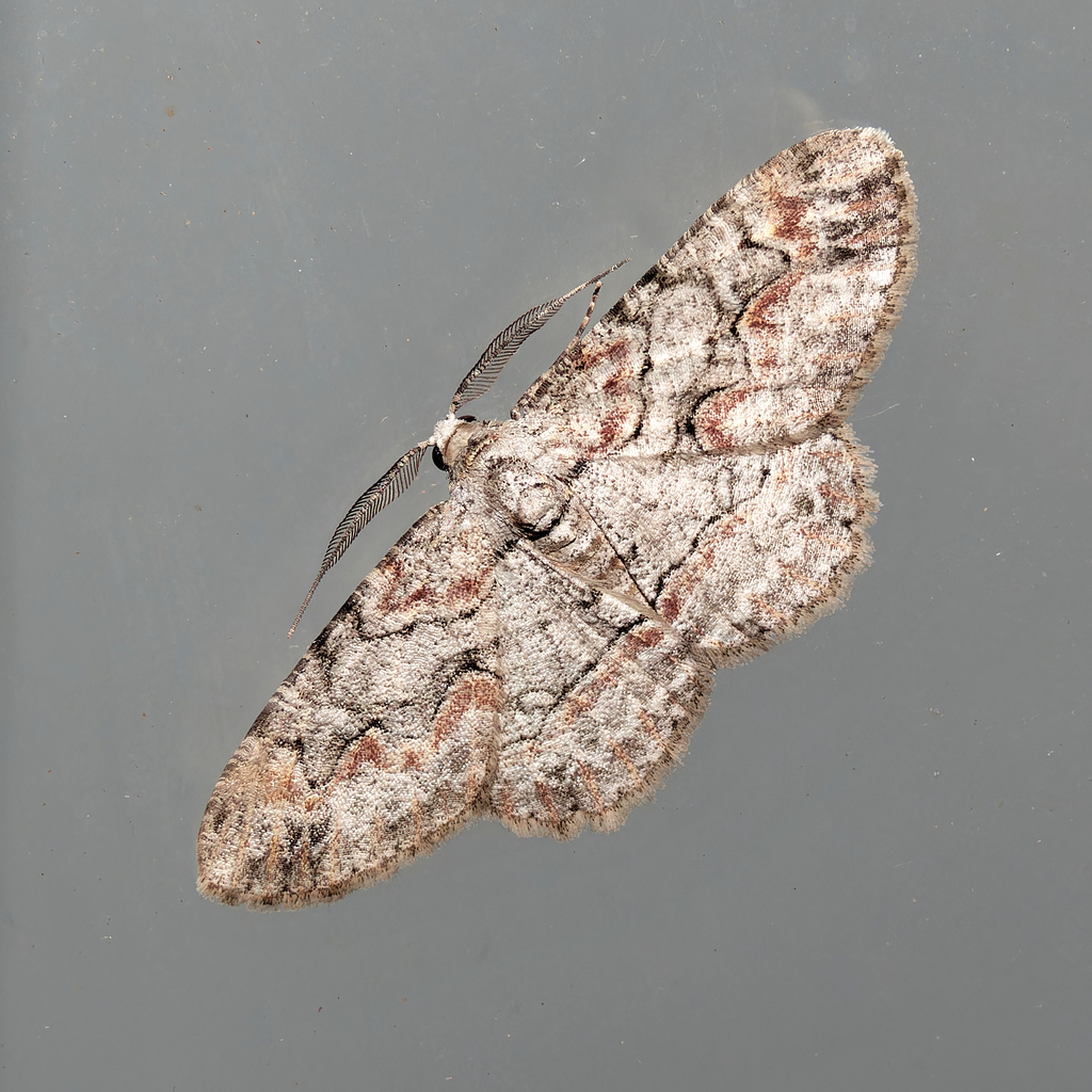 Brown-shaded Gray