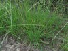 Slender Crabgrass - Photo (c) jim_keesling, some rights reserved (CC BY-NC), uploaded by jim_keesling