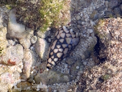 Conus bandanus