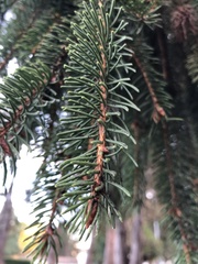 Picea