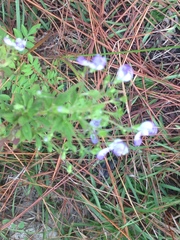 Trichostema dichotomum image