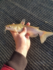 Ameiurus catus
