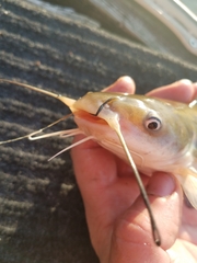 Ameiurus catus