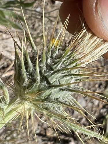 Gray Thistle (Cirsium inamoenum)