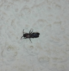 Ronisia brutia