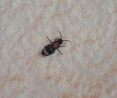 Ronisia brutia