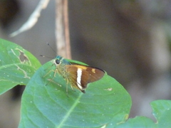Oxynthes corusca