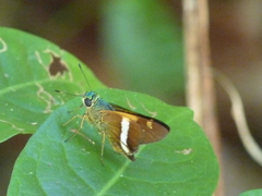 Oxynthes corusca