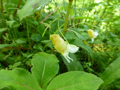 Impatiens wallichii