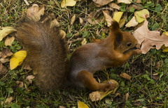 Sciurus vulgaris