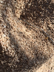 Acromyrmex versicolor