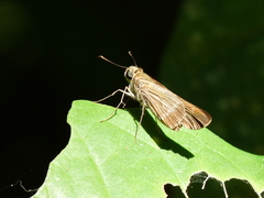Panoquina lucas