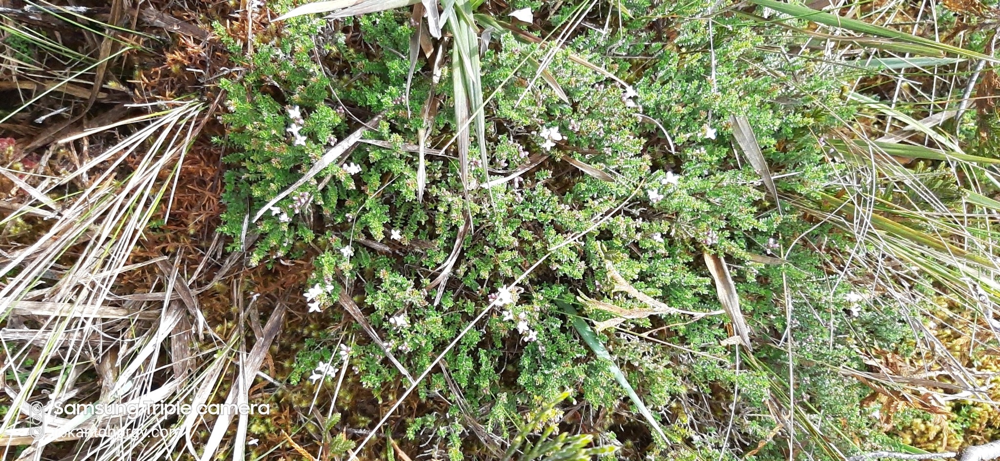 Geranium sibbaldioides image