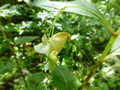 Impatiens wallichii
