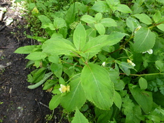 Impatiens wallichii