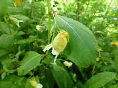 Impatiens wallichii