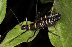 Monticomorpha flavolimbata