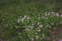 Trifolium repens