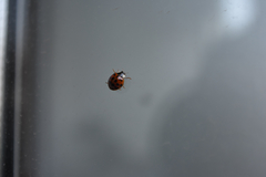 Harmonia axyridis