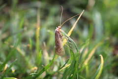 Limnephilus flavicornis