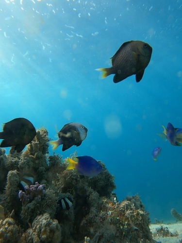 Dascyllus trimaculatus
