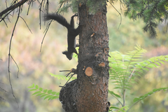 Sciurus vulgaris