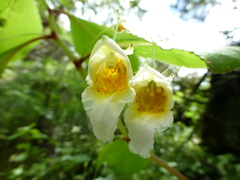 Impatiens wallichii