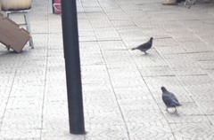 Columba livia domestica