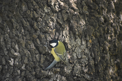Parus major