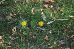 Taraxacum officinale