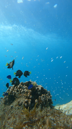 Pomacentrus pavo