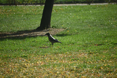 Corvus cornix