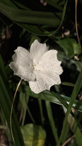 Thunbergia fragrans observed 2025-08-04