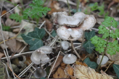 Mycena polygramma