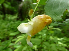 Impatiens wallichii