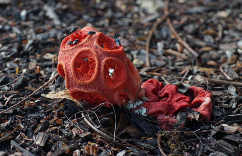 Wiffle Ball Stinkhorn (Clathrus crispus)